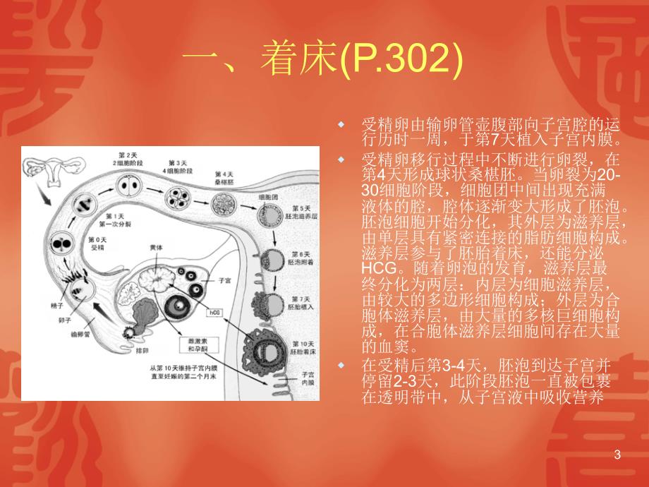 着床妊娠PPT课件.ppt_第3页