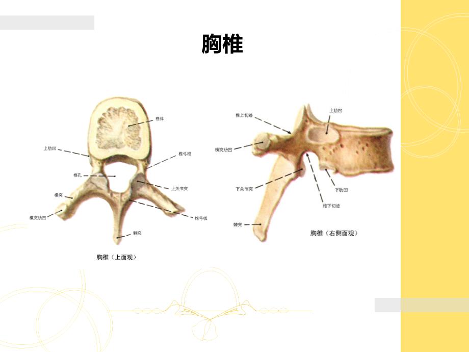 胎儿脊柱异常的超声诊断ppt课件.ppt_第4页