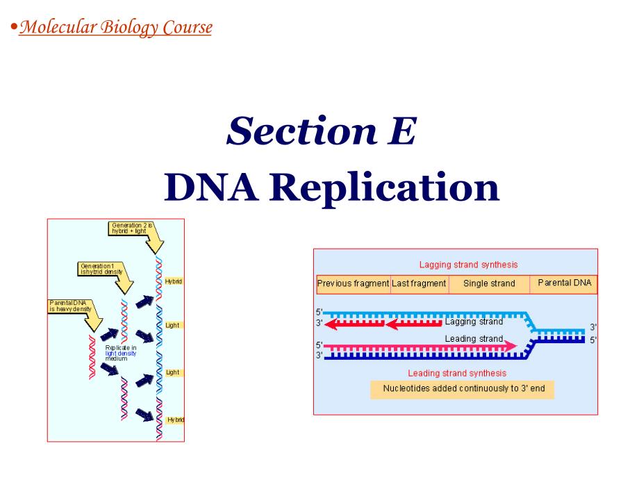 分子生物学 罗勤 05 Sec E 2013 luo_第1页