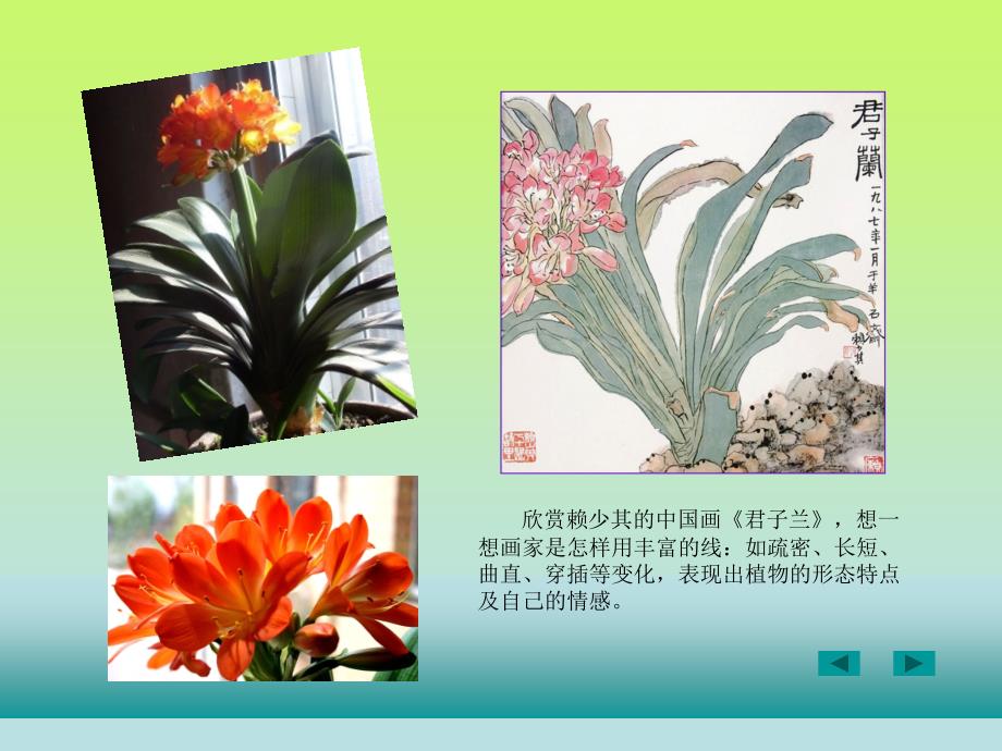 人美版小学美术四年级第一课植物写生ppt课件.ppt_第4页