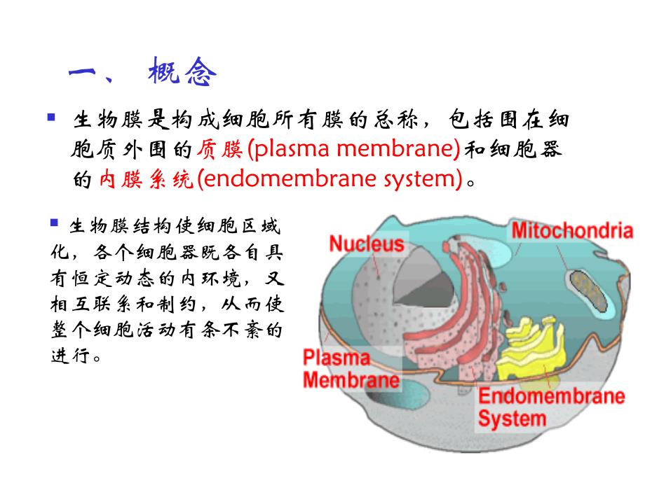 生 物 膜_第3页