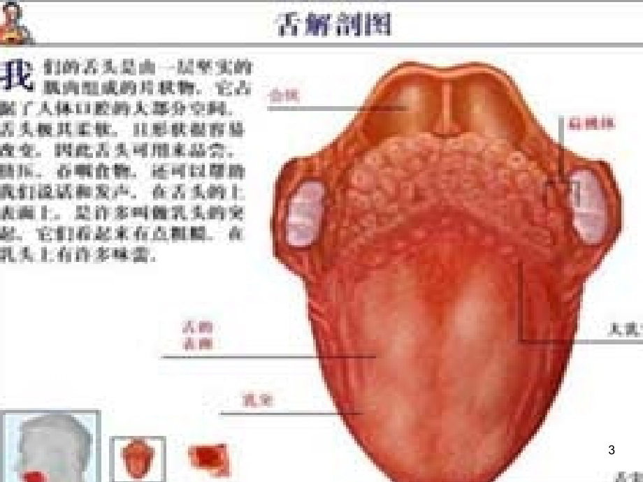 舌诊与舌诊图谱ppt课件.ppt_第3页