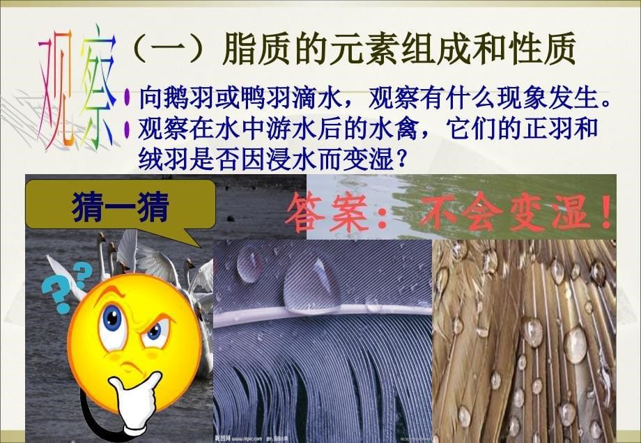 脂质的种类及功能ppt课件.ppt_第5页