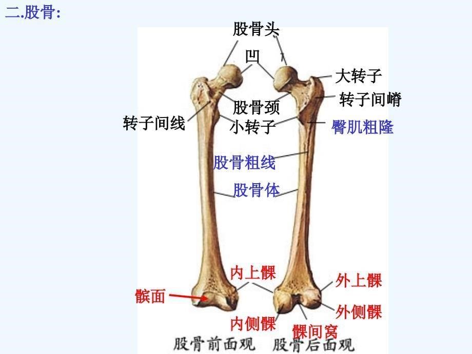 下肢骨和颅骨_第5页