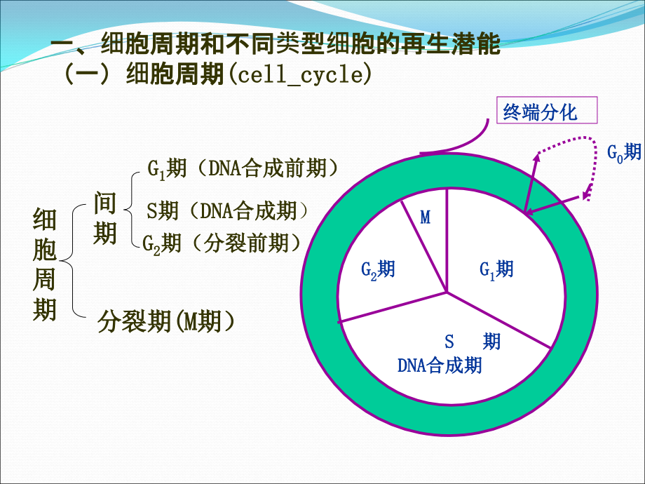 损伤修复医学PPT.ppt_第4页