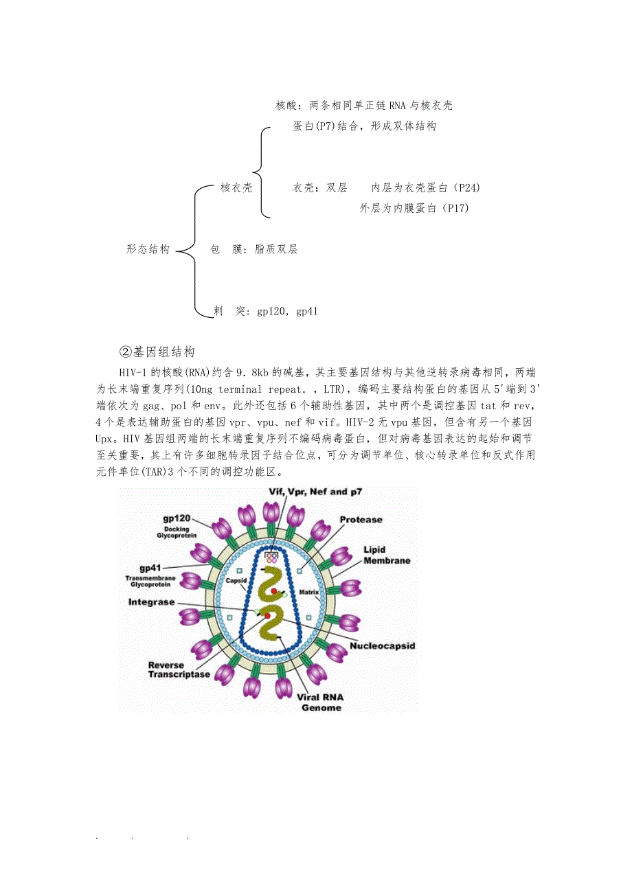 HIV病毒结构、复制、致病机理与研究进展_第2页
