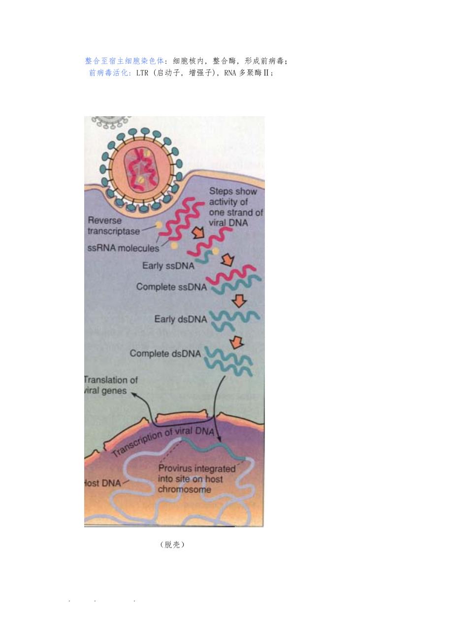HIV病毒结构、复制、致病机理与研究进展_第4页