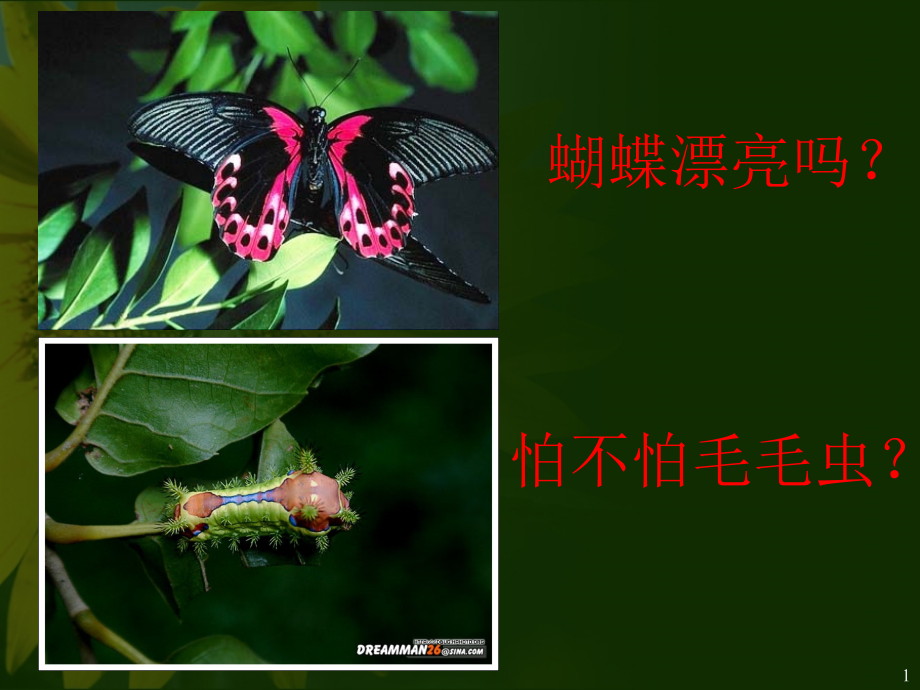 人教版生物八年级下册昆虫的生殖和发育ppt课件.ppt_第1页