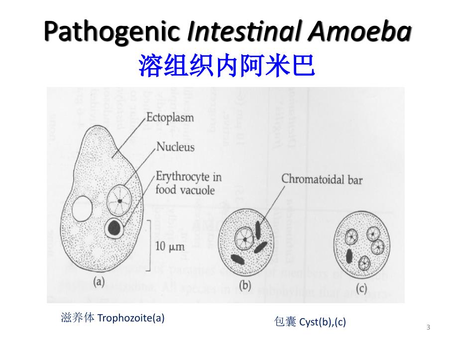 主要原虫各期形态观察ppt课件.pptx_第3页