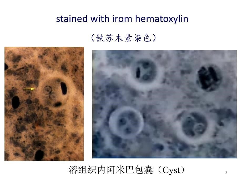 主要原虫各期形态观察ppt课件.pptx_第5页