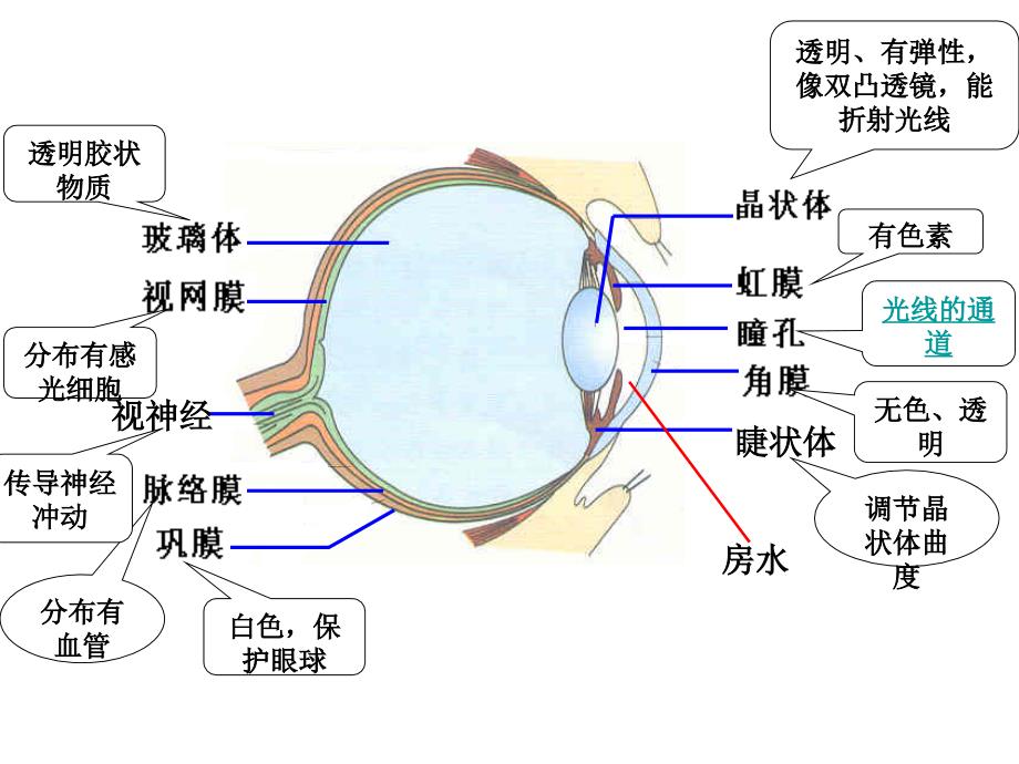 生物眼耳复习_第3页