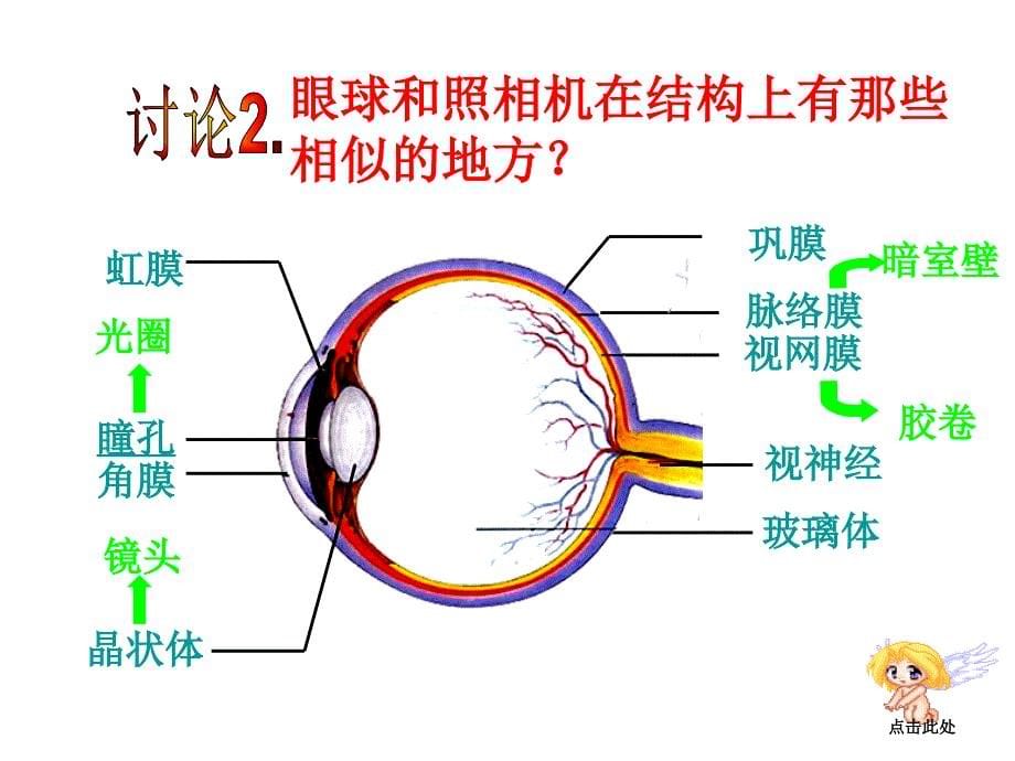 生物眼耳复习_第5页