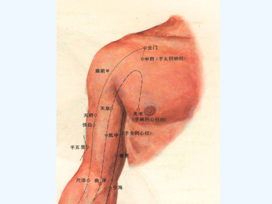 躯干部的穴位解剖_第3页