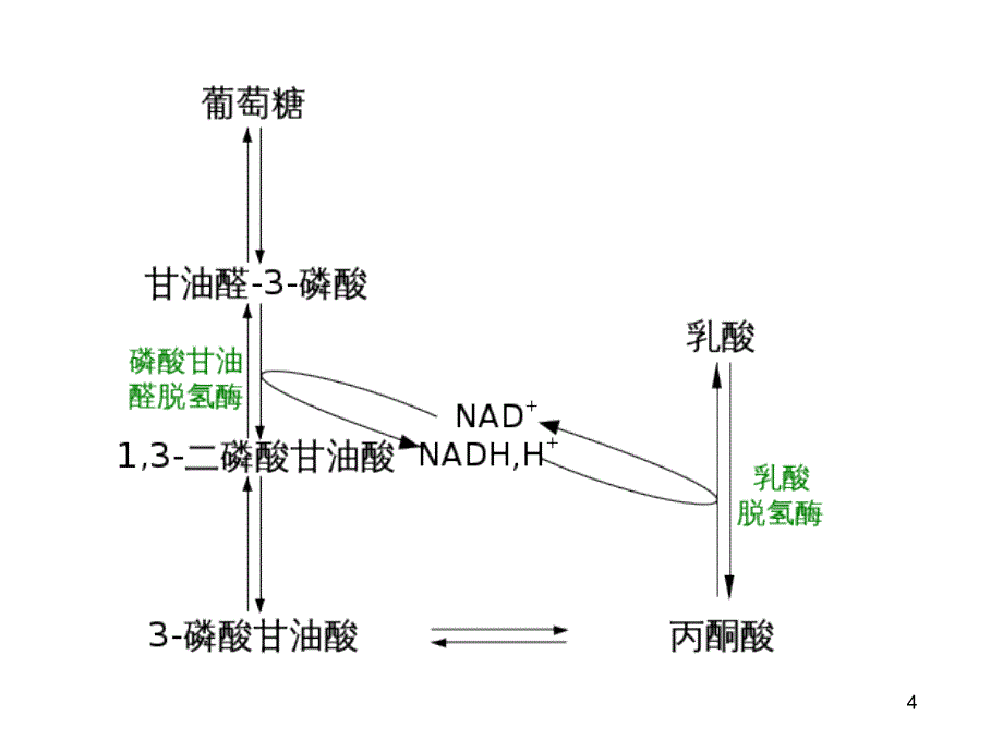 乳酸酸中毒ppt课件.ppt_第4页