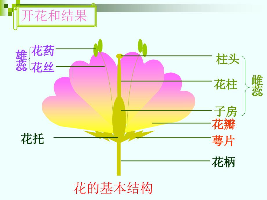 生物：第5章《绿色植物的一生》复习课件(苏教版七年级上)(1)_第2页