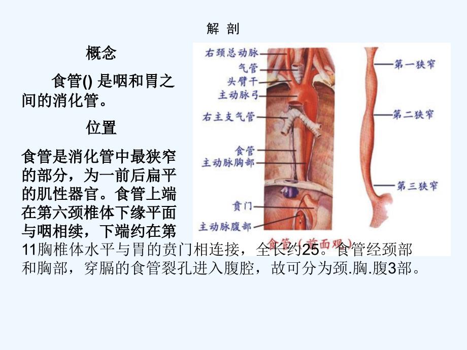 食道癌根治术的护理查房_第3页