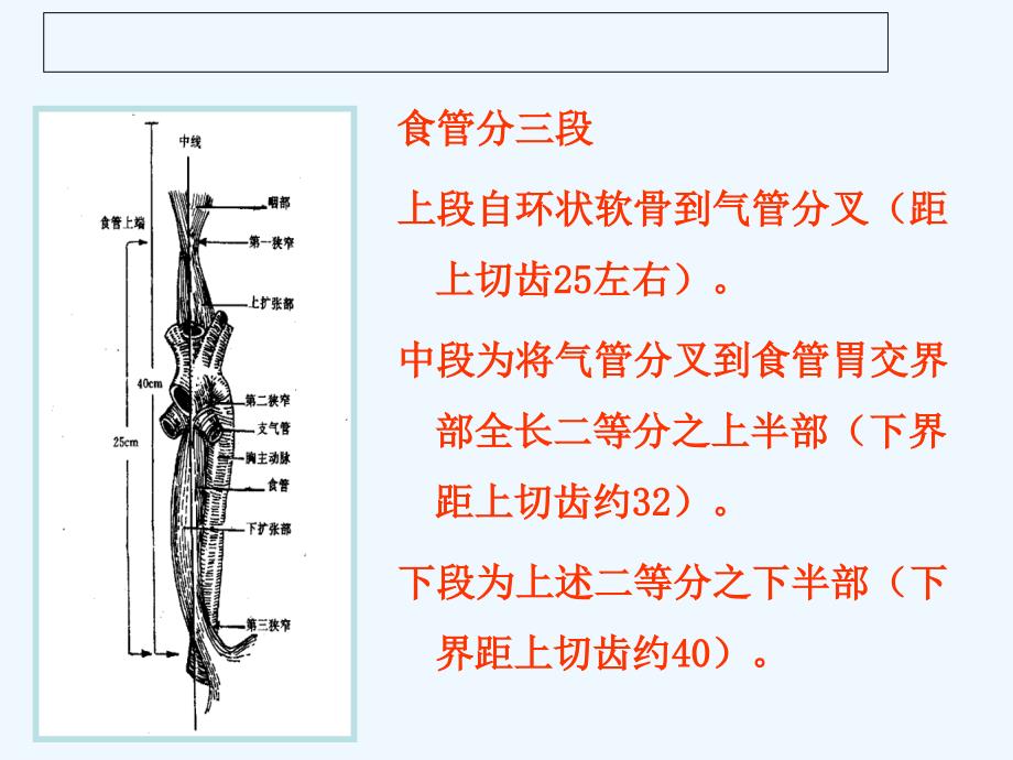 食道癌根治术的护理查房_第4页