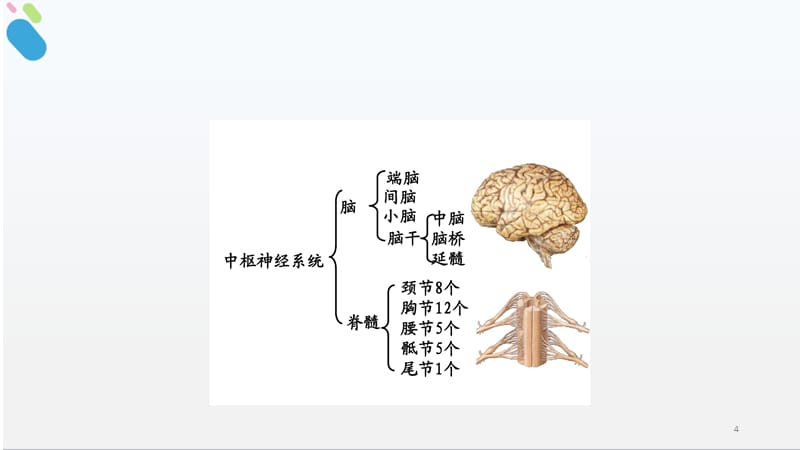 神经系统的构造及功能ppt课件.pptx_第4页