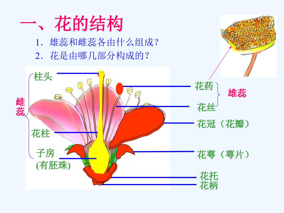 花的形态和解剖结概要_第2页