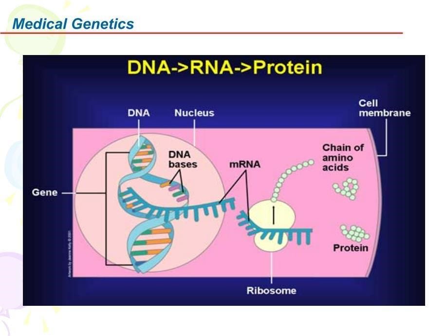 医学遗传学 04基因突变的分子机制eng v_第5页