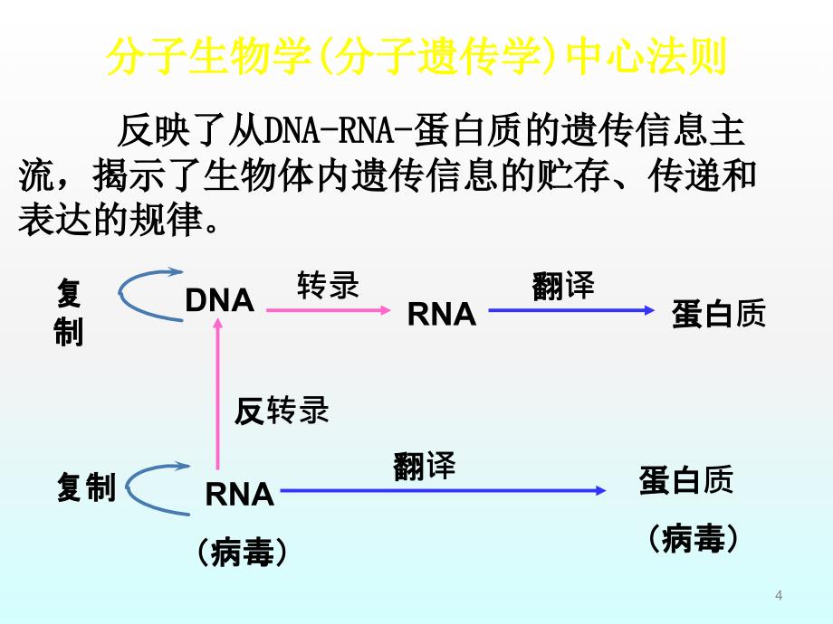DNA和RNA的生物合成ppt课件.ppt_第4页
