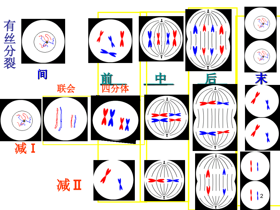 对比有丝分裂减数分裂图解ppt课件.ppt_第2页