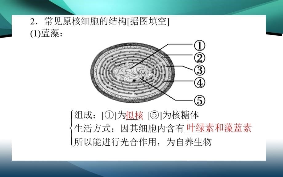 2019-2020学年（新教材）生物人教版必修1课件：1.2 细胞的多样性和统一性_第5页