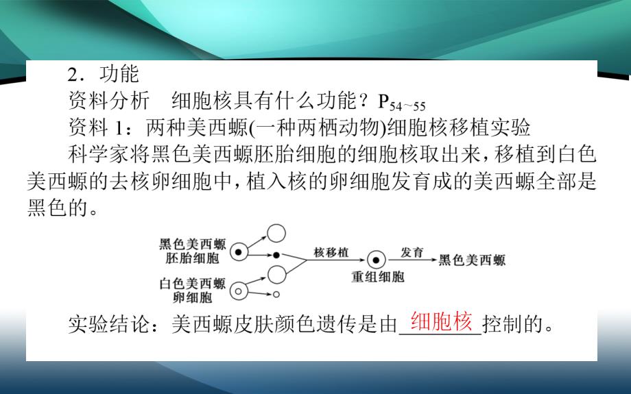 2019-2020学年（新教材）生物人教版必修1课件：3.3 细胞核的结构和功能_第3页