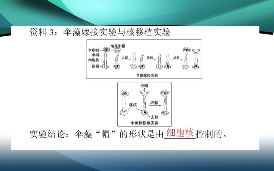 2019-2020学年（新教材）生物人教版必修1课件：3.3 细胞核的结构和功能_第5页