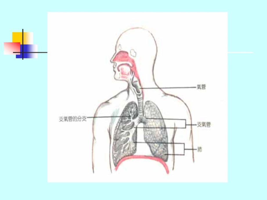 【大学课件】常见内科疾病防治--呼吸系统疾病上课讲义_第3页