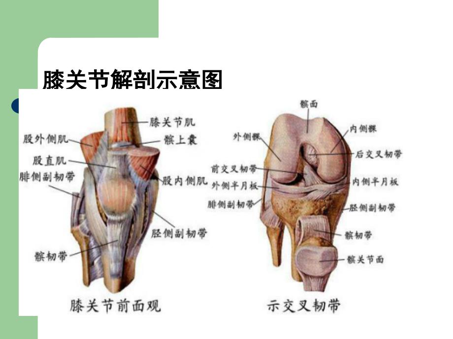 膝关节解剖完整版.ppt_第3页