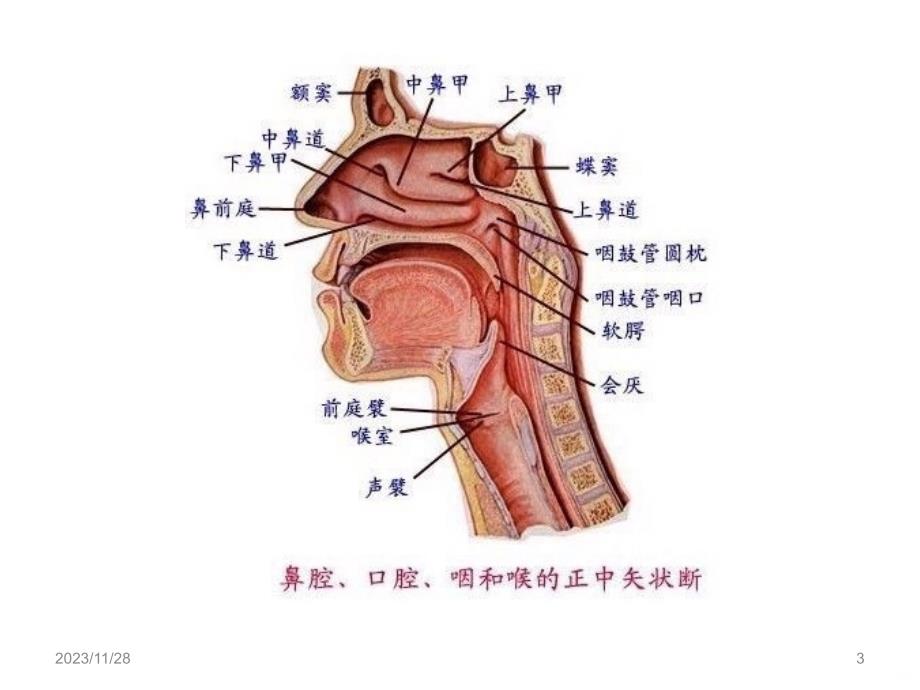 气管切开病人术后护理PPT课件.ppt_第3页