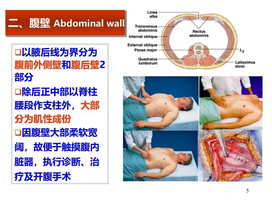 局部解剖腹部概述腹壁PPT课件.ppt_第5页