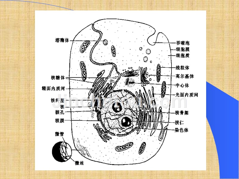 精编制作第六章 线粒体PPT课件_第2页