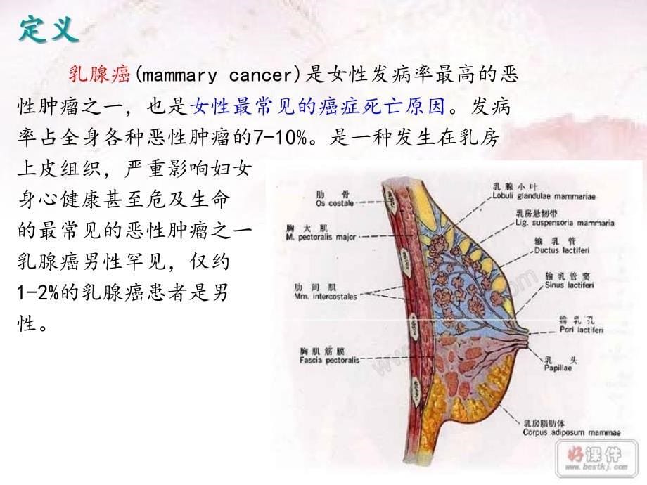 乳腺癌护理查房PPT课件.ppt_第5页