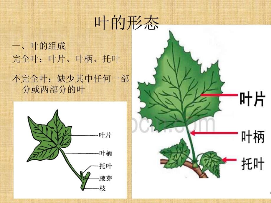 精编制作植物形态结构(叶)PPT课件_第5页