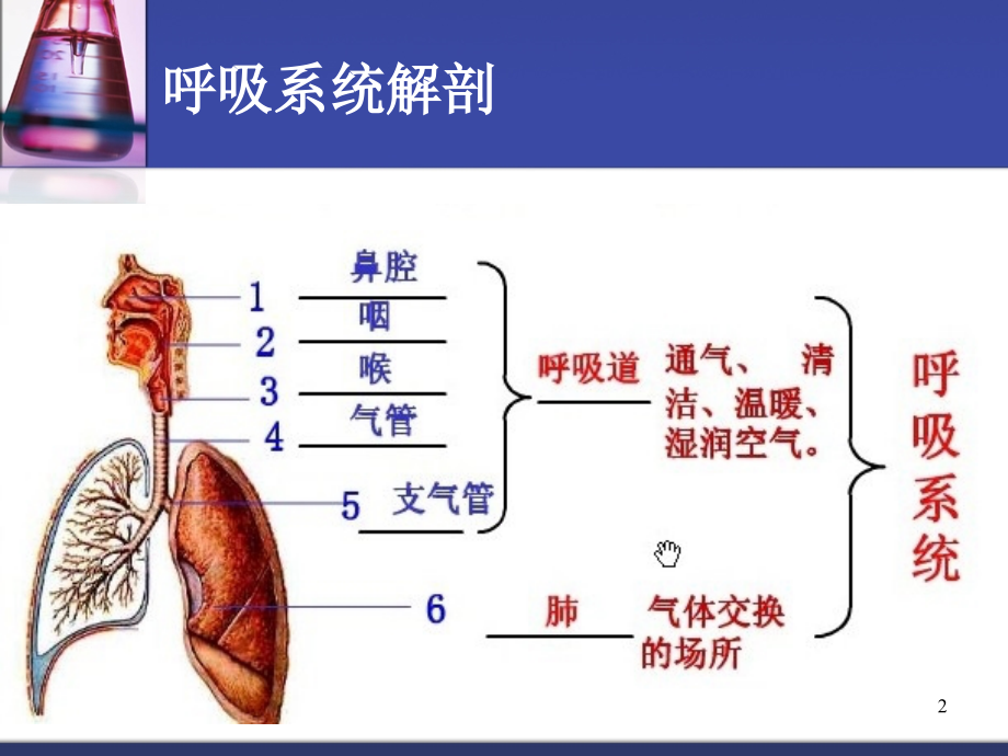 呼吸系统专科常用药物的使用与护理PPT课件.ppt_第2页