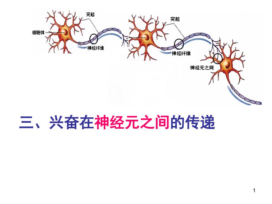 兴奋在神经元之间的传递8ppt课件.ppt_第1页