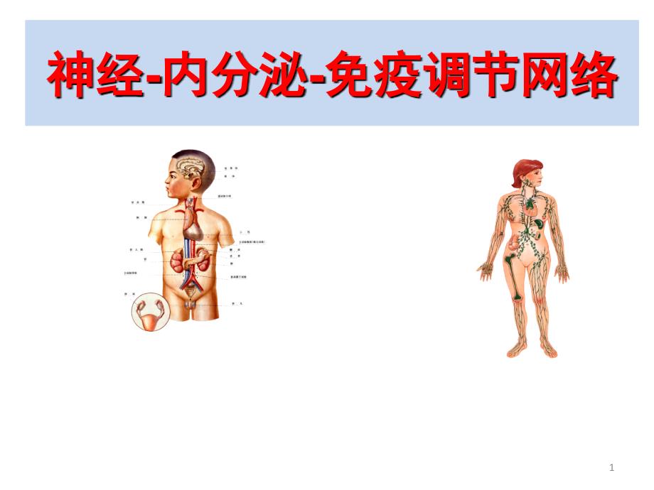 神经内分泌与免疫系统的关系ppt课件.ppt_第1页