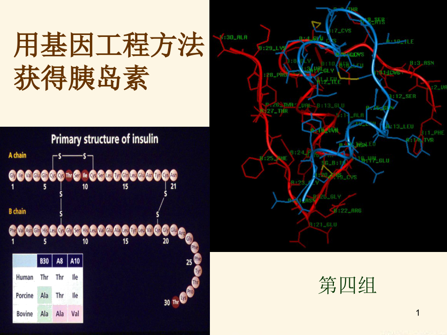 基因工程制胰岛素生工版ppt课件.ppt_第1页