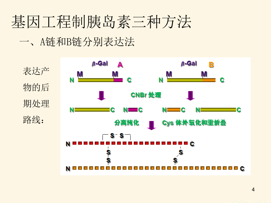 基因工程制胰岛素生工版ppt课件.ppt_第4页