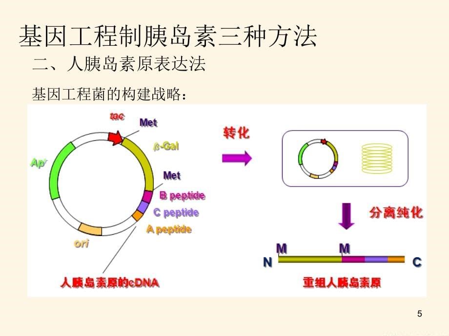 基因工程制胰岛素生工版ppt课件.ppt_第5页