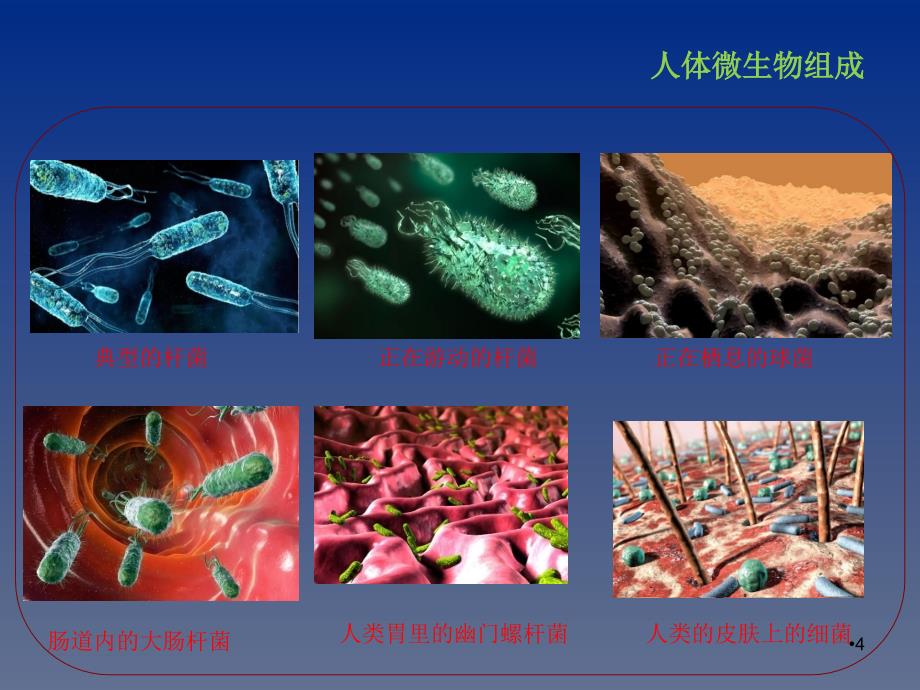 益生菌与健康ppt课件.ppt_第4页