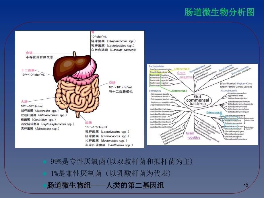 益生菌与健康ppt课件.ppt_第5页