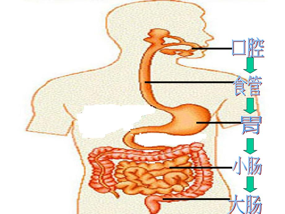 小学科学四上食物在体内的旅行ppt课件.ppt_第4页