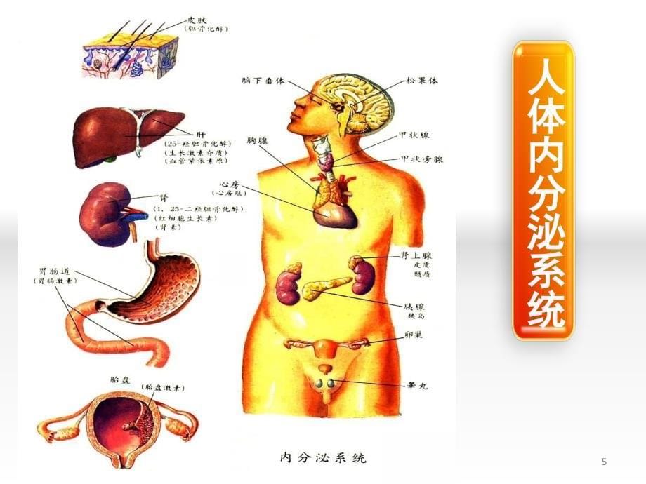 影响血糖水平激素的作用机制ppt课件.ppt_第5页