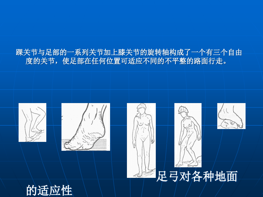 踝关节解剖详解1ppt课件.ppt_第2页