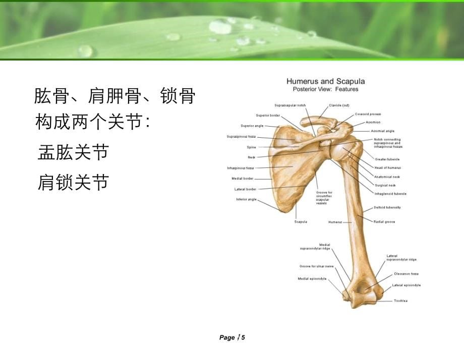 肩关节MRI解剖ppt课件.ppt_第5页