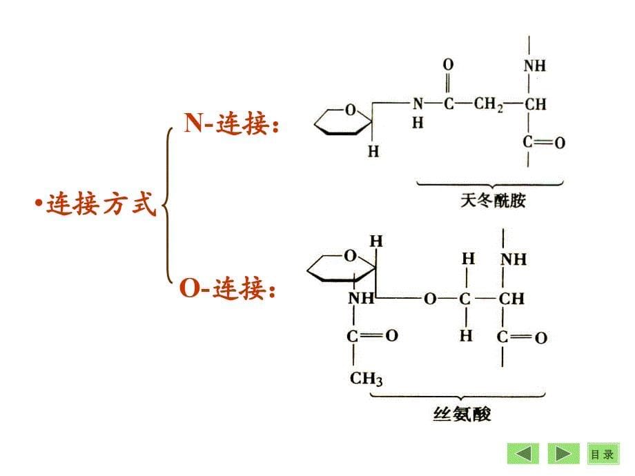 糖蛋白ppt课件.ppt_第5页