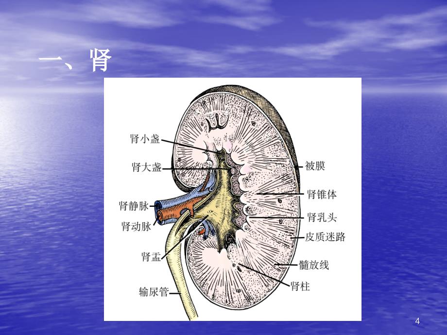 组胚泌尿系统ppt课件.ppt_第4页